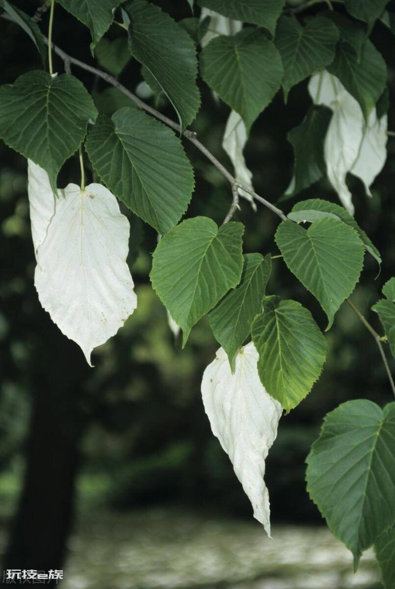 珙桐是什么植物及样子图片(珙桐为什么被称作鸽子树)-图片5